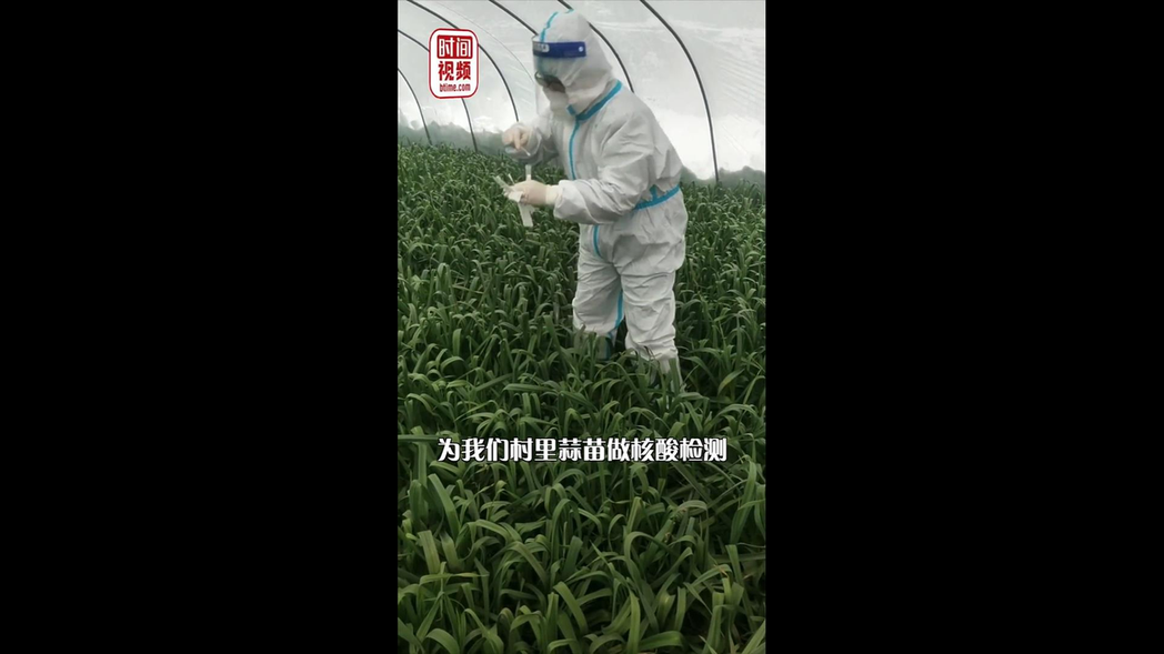 河南許昌禹州市政府幫農民的蒜苗做核酸檢測，以提供健康證明給採購商。取自北京時間公...