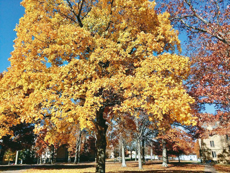 秋天的樹，攝於美國俄亥俄州凱尼恩學院。（圖／馮平攝影）