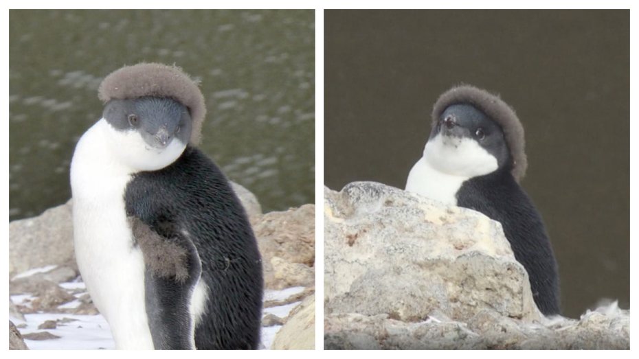 企鵝頭上的毛沒有全部褪乾淨，乍看很像戴一頂帽子在頭上。 (圖/取自FB社團「動物の世界你不懂」)