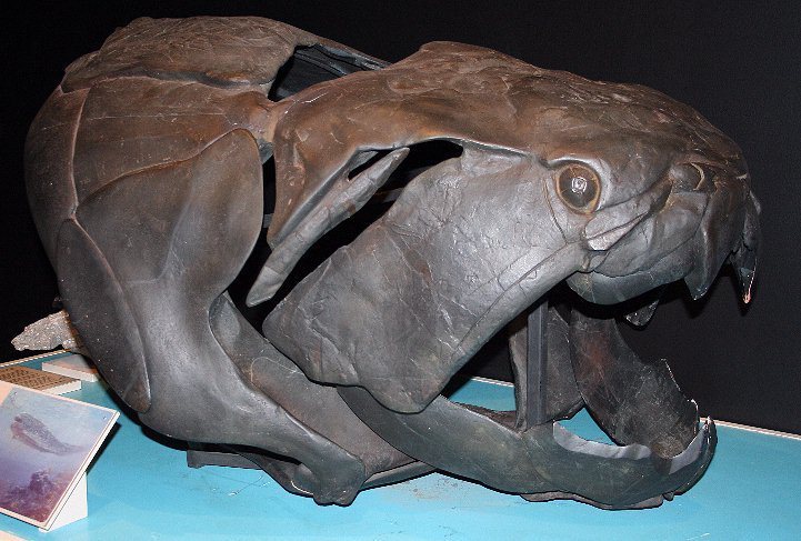 昆士蘭博物館裡的鄧氏魚頭骨，強而有力的嘴巴是牠的正字標記！ 圖／Wiki