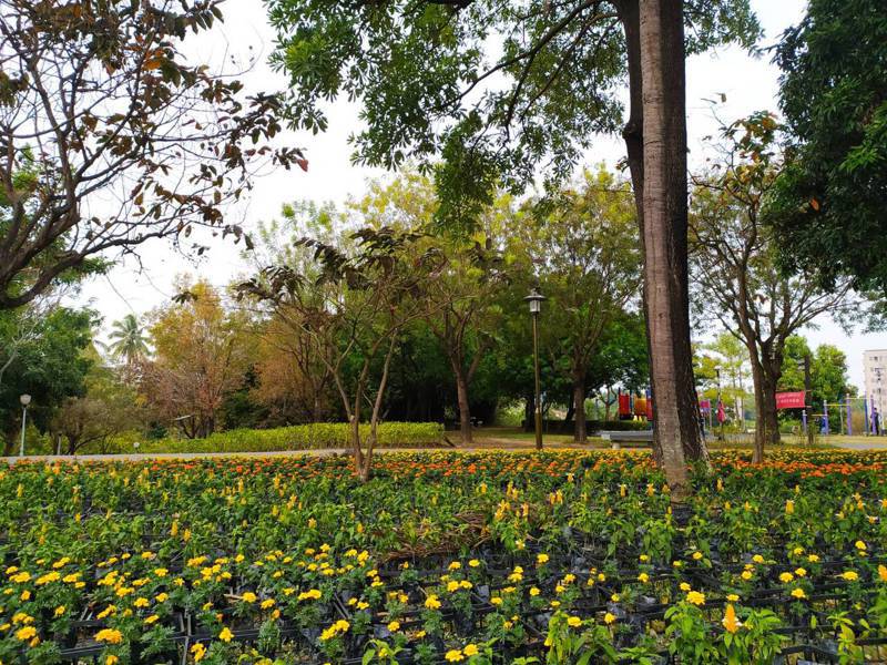 新年到，永康公園植栽綠化目前綻放花朵中。圖 ／台南市政府提供