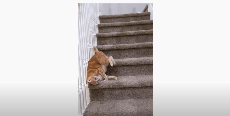 從來沒見過這麼懶惰的貓咪，下樓梯不用走的，是用「流」的。 (圖/取自Youtube)