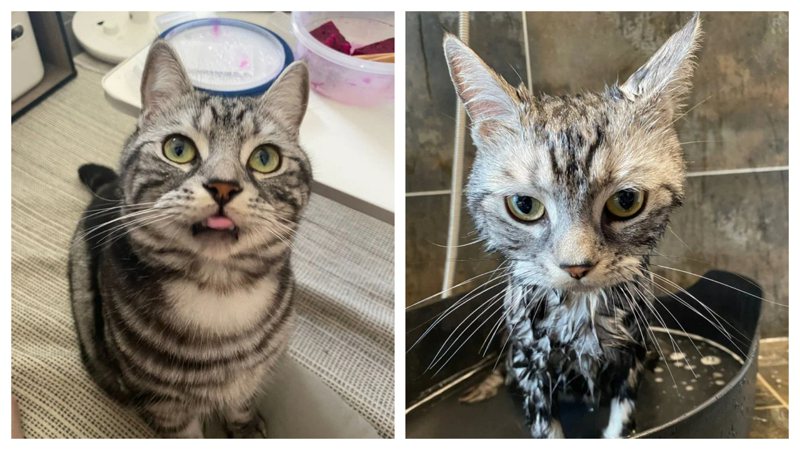 「弟弟」是一隻超級可愛的美國短毛貓，還沒洗澡跟洗澡後簡直判若兩貓。 (圖/Dcard網友「我們是酷弟」授權提供，未經同意請勿轉載)