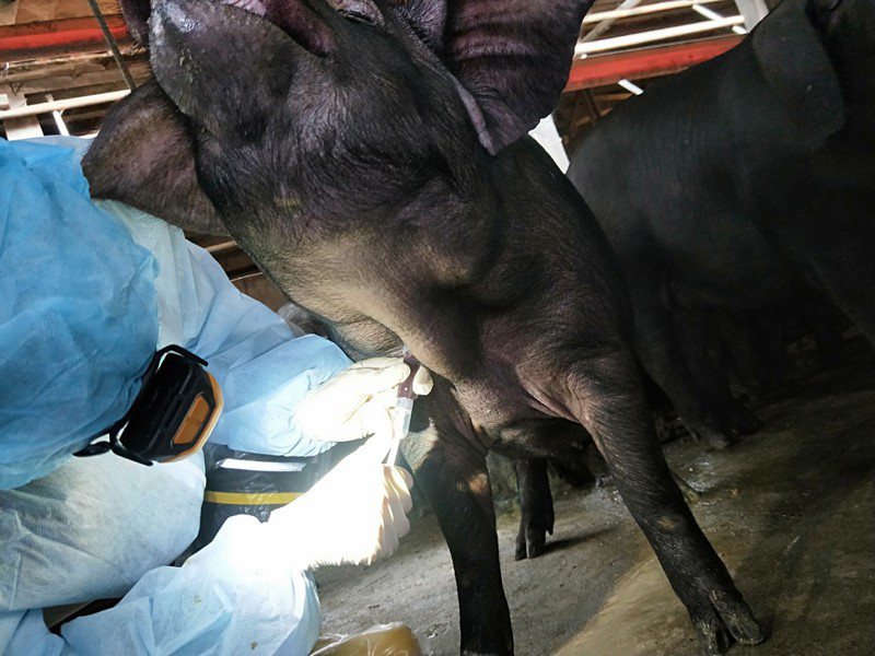 新北市動保處定期至畜牧場採血檢驗，確保豬隻健康。圖／新北市動保處提供