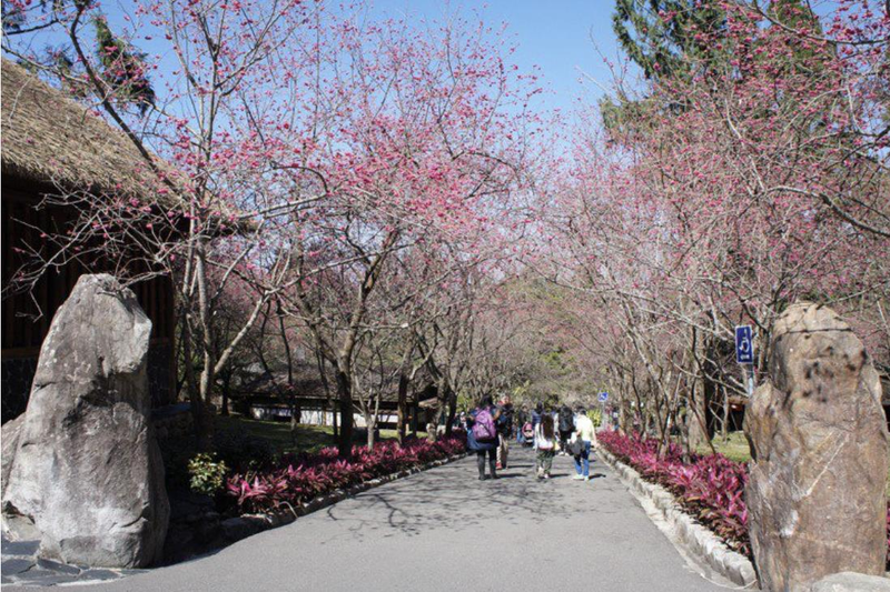 九族文化村園區內擁有6種櫻花品種、5千多棵，除了八重櫻外，還有台灣山櫻花（單瓣緋寒櫻）及枝垂櫻、吉野櫻及大白櫻等。 記者黑中亮／攝影