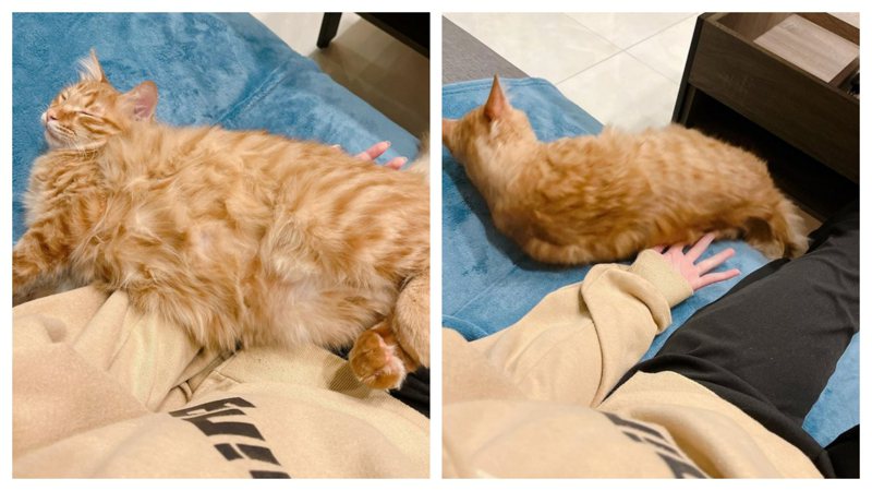 橘貓「肉肉」喜歡睡在主人大腿上，但因為太胖了直接流到沙發，之後又從沙發上跌下去。 (圖/Dcard網友muro.meow授權提供，未經許可請勿翻拍)