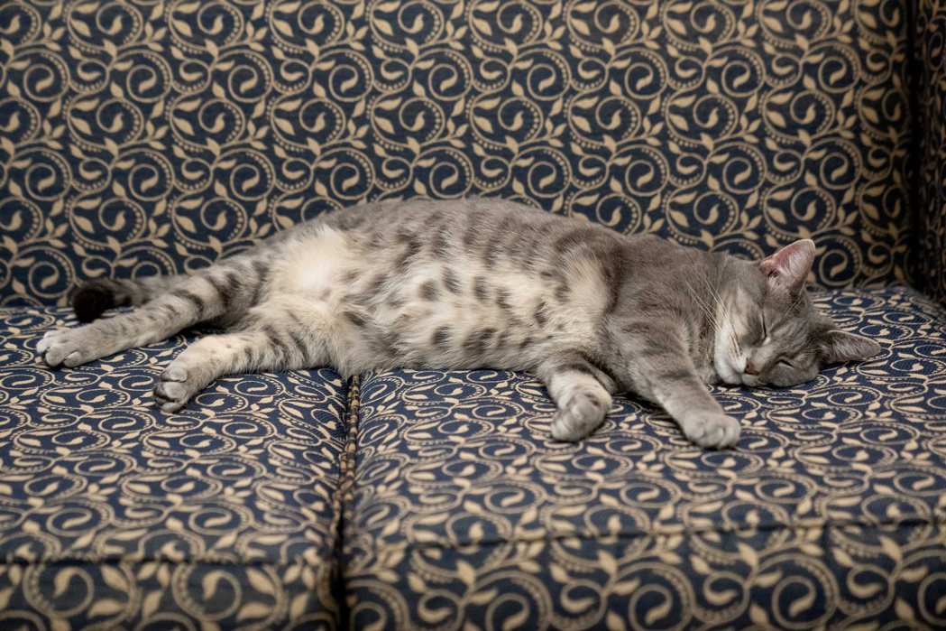 威羅在白宮適應良好，躺在一張沙發上睡覺。（路透）