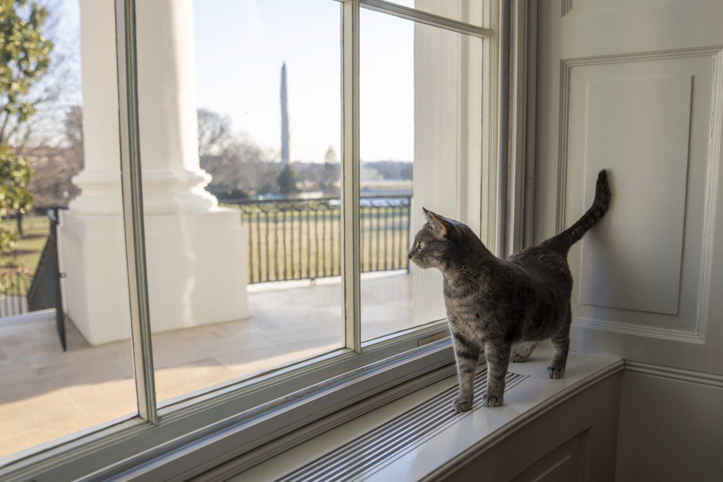威羅站在窗台上欣賞白宮草坪景色。（美聯社）