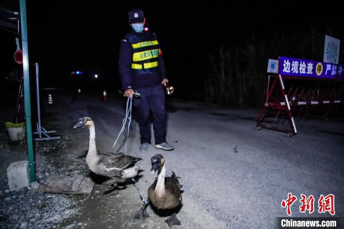 兩隻鵝、一隻狗、兩位當地邊民，是廣西崇左邊境防疫的標準組合。（取自中新網）