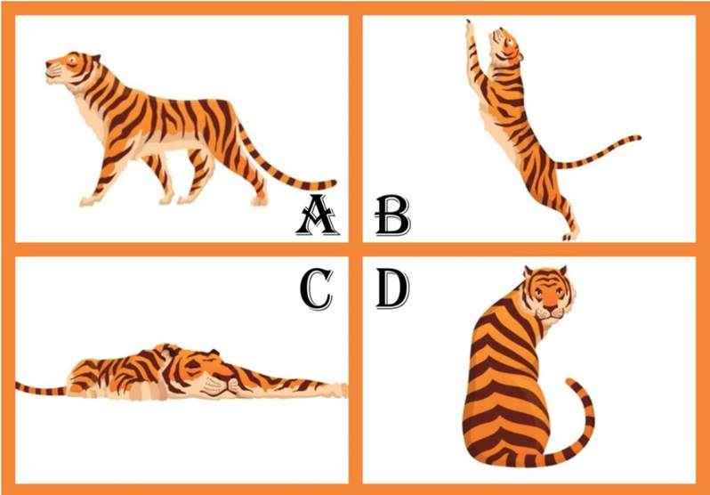 從四隻老虎中選擇一隻看起來最強壯的老虎。圖／取自日網