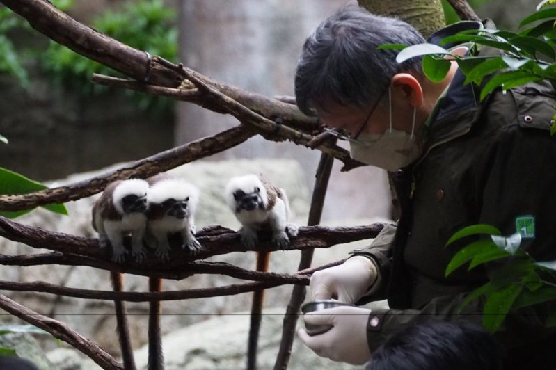 台北市長柯文哲準備食物餵食棉頭絹猴。圖／台北市政府提供