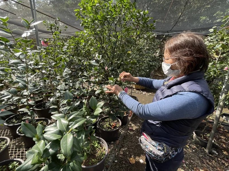 新竹市茶花品種逾1500種，花農細心照料培育。 圖／張裕珍 攝影