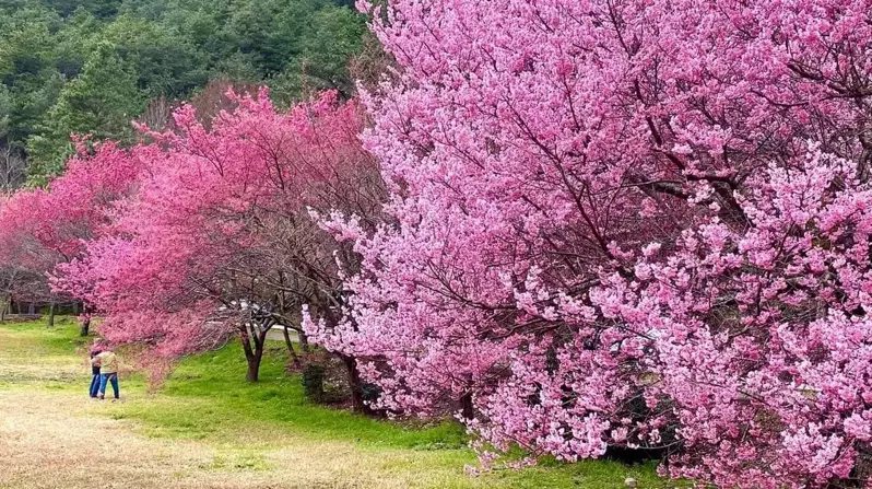 武陵農場1、2萬株的櫻花今年提早開花，尚未進入櫻花季就盛開爆美，民眾賞花要趁早。...