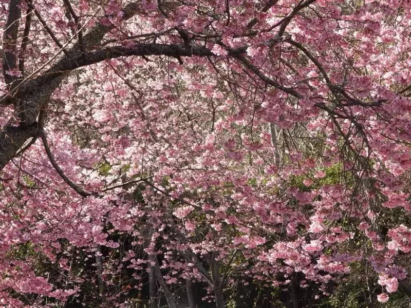武陵農場的櫻花今年提早開花，花團錦簇大爆美，民眾賞花要趁早。 圖／讀者提供