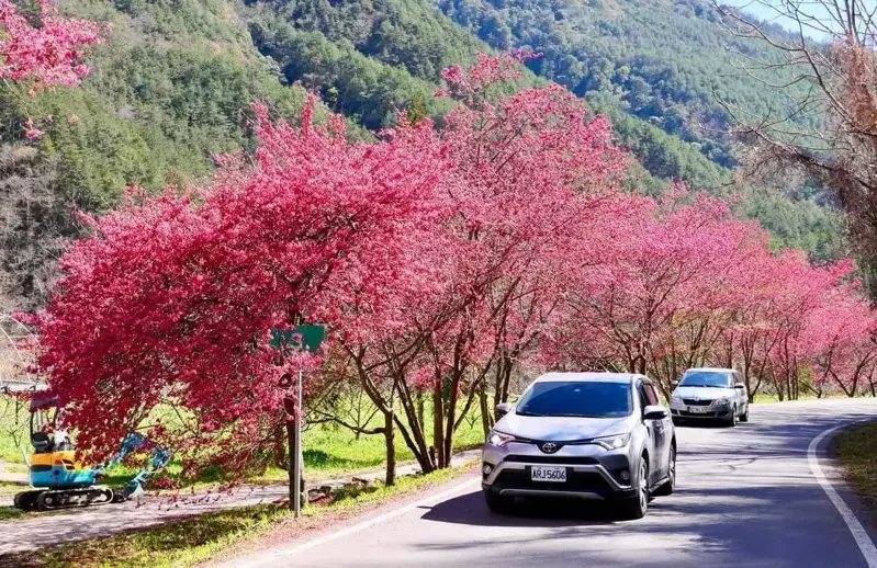 武陵農場今年的櫻花提早盛開，車輛緩漫穿過櫻花林道，浪漫到不行。
 圖／武陵農場...
