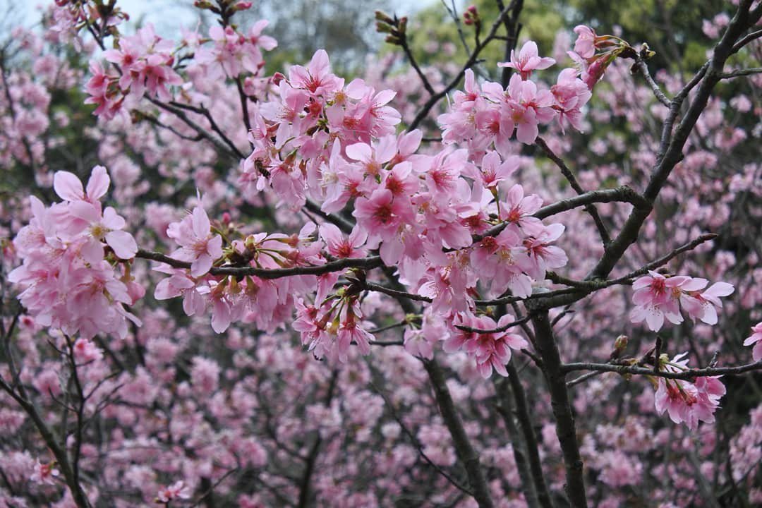 陽明山花季「花見春櫻」將從2月17日綻放至3月20日。 圖／陽明山花季官方FB