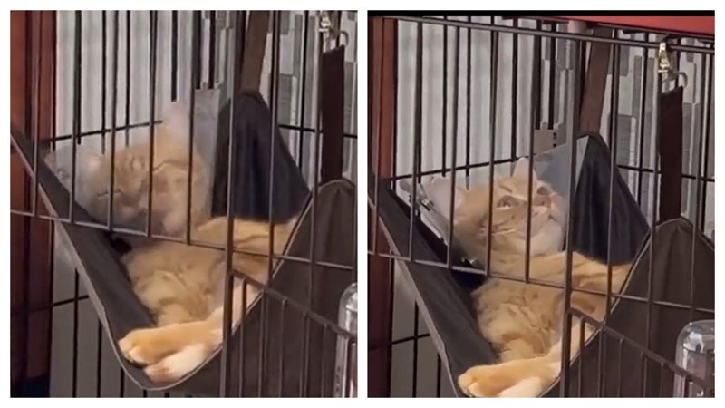 橘色曼赤肯貓做完結紮手術躺在吊床上舔毛，後知後覺發現自己少了子孫袋整個懷疑貓生。 (圖/取自虎太朗推特)