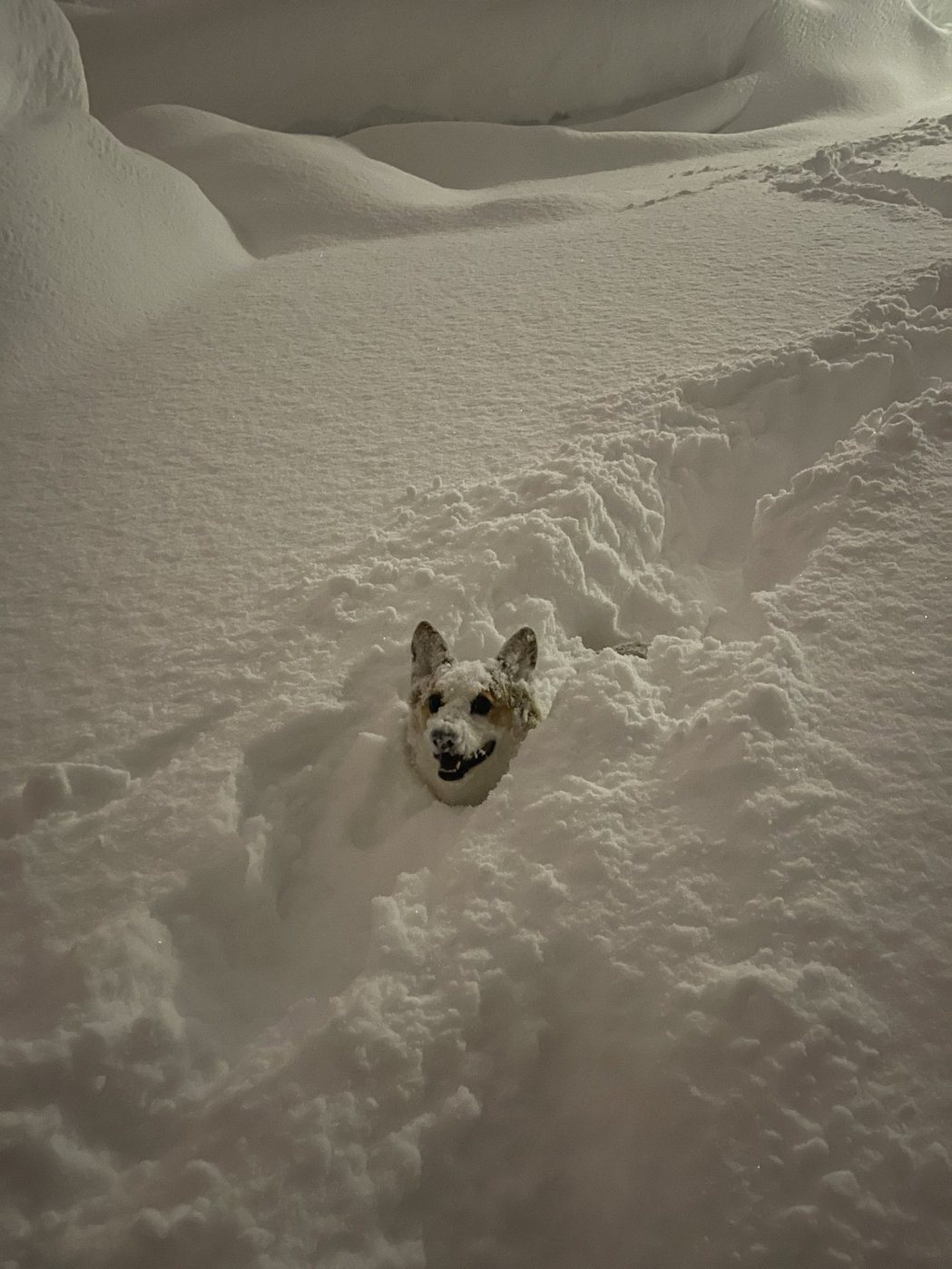 柯基最後露出一個開心到不得了的頭在雪堆中。圖／擷取自推特