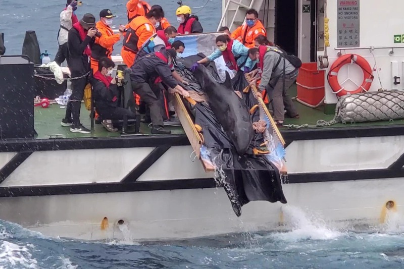 去年底宜蘭蘇澳海域偽虎鯨擱淺，送至基隆八斗子漁港岸置中心鯨豚救傷站救治9天後野放。圖／基隆市政府提供