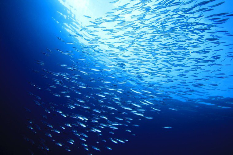 深海魚油建議盡量挑選在純淨海域捕撈，且重金屬含量較低的深海小型魚種，會比較安全。...