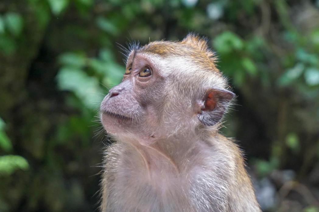 研究分析經歷過2017年波多黎各瑪莉亞颶風的獼猴，發現獼猴平均衰老了近兩年。 圖...