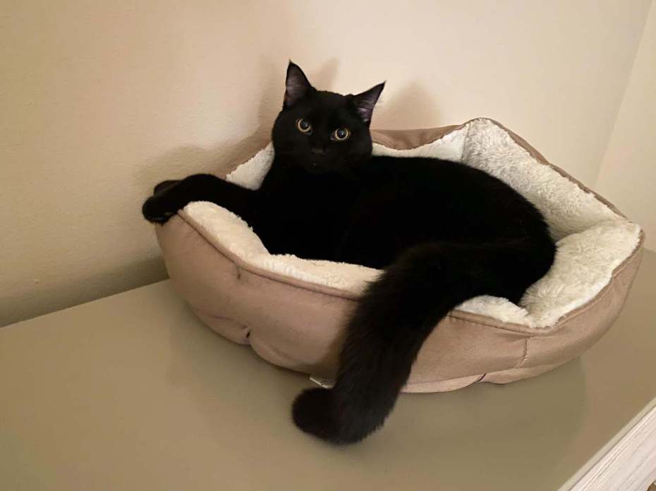 女網友的愛貓「克朗柏」是一隻性情相當溫和的黑貓。 (圖/取自Reddit)