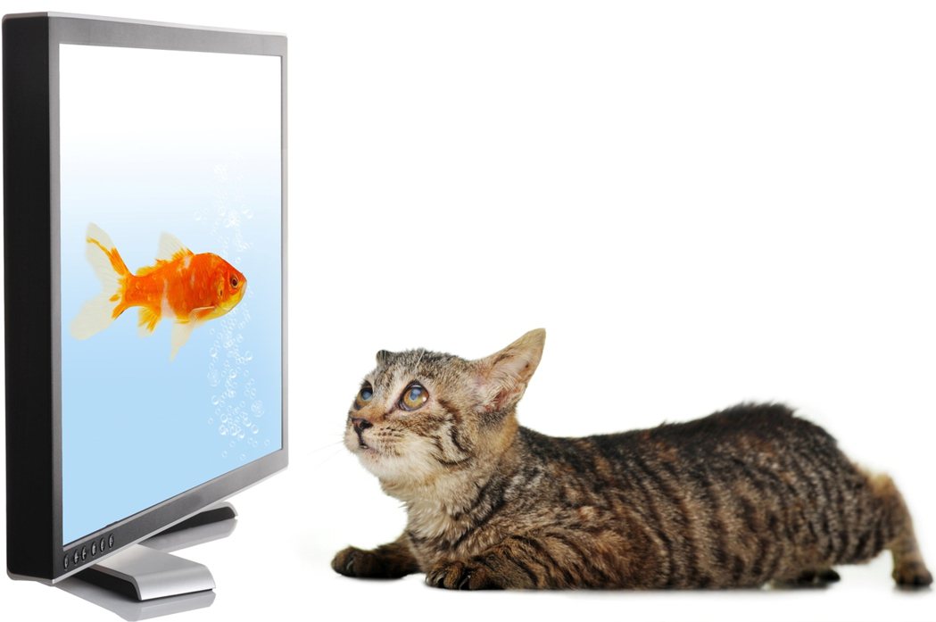 貓咪時常緊盯電視螢幕，甚至揮出貓拳。圖／Ingimage