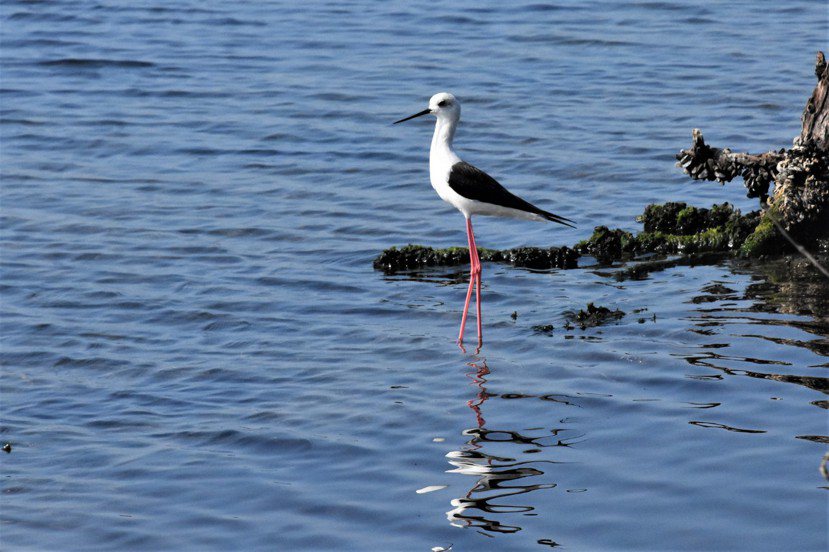 鷸鴴科是鰲鼓濕地的少數鳥種，我最愛觀賞粉紅長腳的高蹺鴴涉水。 圖／沈正柔攝影
