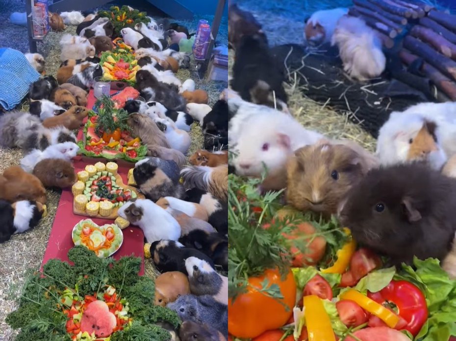 一群天竺鼠正在吃著素食大餐。圖擷自Masons' Cavies