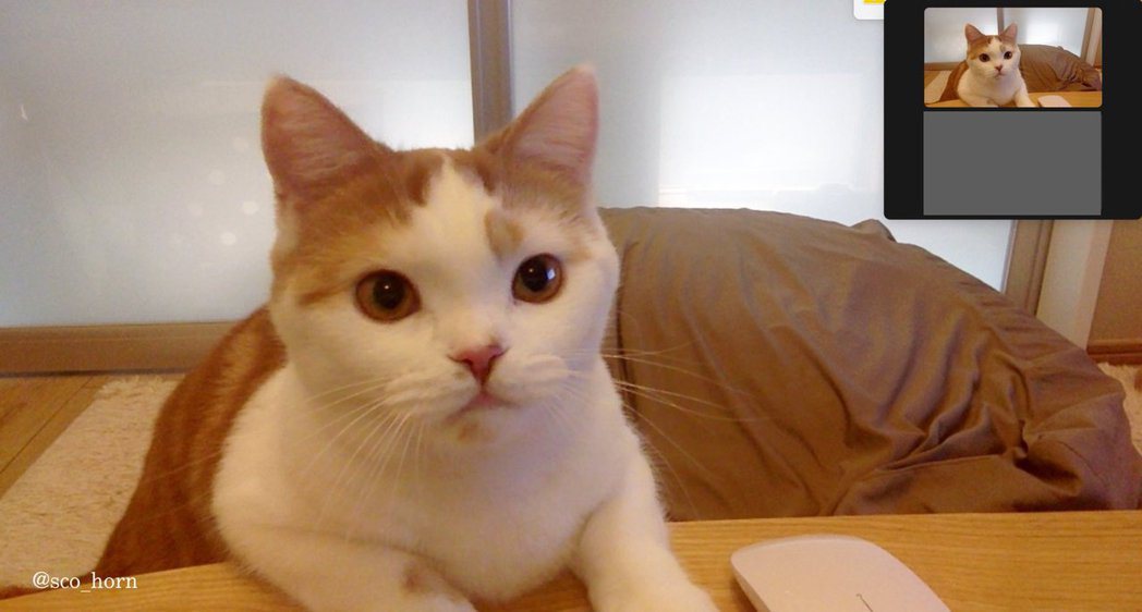 貓咪趁主人不在的時候跑到鏡頭前面主持視訊會議。 (圖/取自推特)