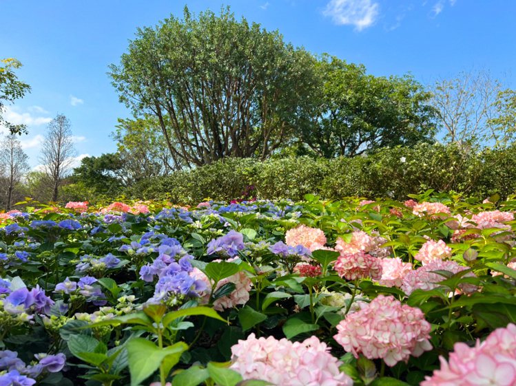2022台北杜鵑花季將於3/1開跑，228連假搶先一睹絕美花海。圖／台北市公園處