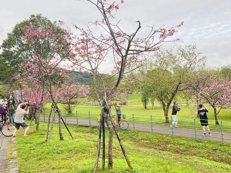 新店陽光運動公園浪漫櫻花。
 圖／新北高灘處提供