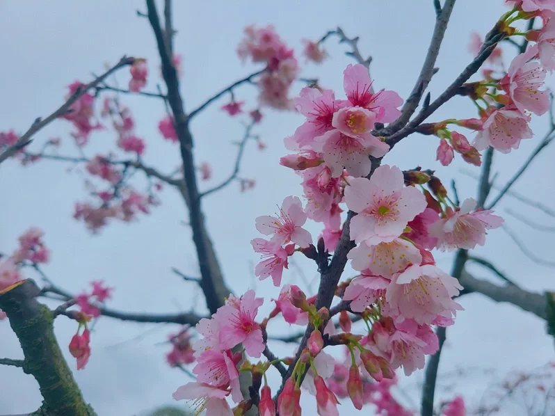 河津櫻花朵綻放。
 圖／新北高灘處 提供