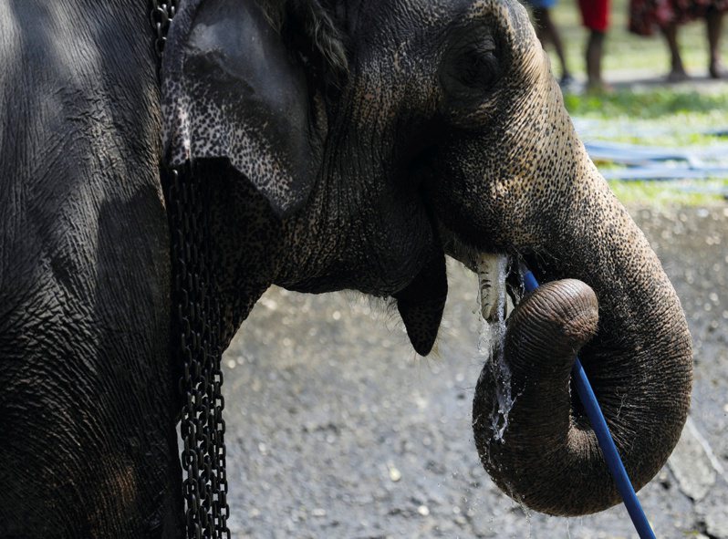 泰國北碧府蘋傳野生大象遭撞意外。 示意圖／路透