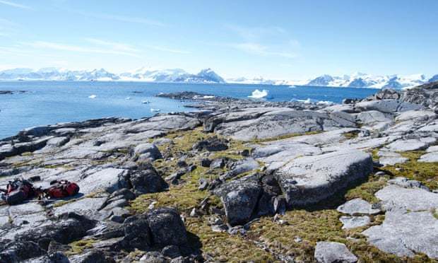 一項顯示極地生態系統在過去10年中加速變化的研究指出，隨著氣溫變暖，南極洲有2種...