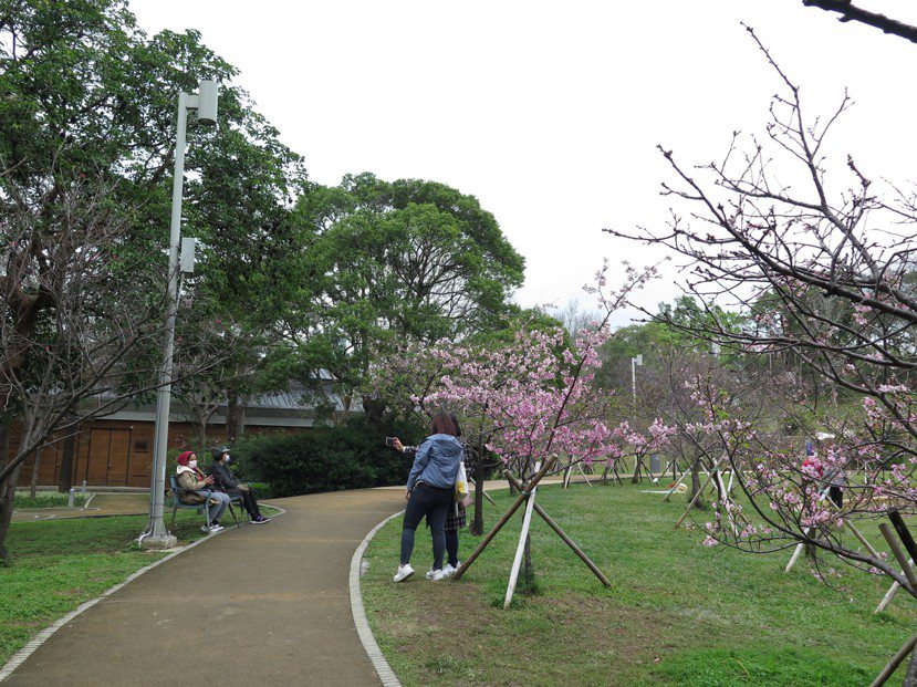 新竹公園粉嫩櫻花配上大片綠地，是在地賞櫻勝地。 圖／張裕珍 攝影