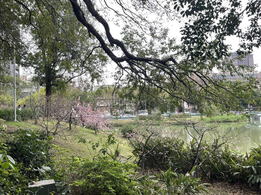 新竹公園栽種河津櫻，2月底前會滿開。 圖／張裕珍 攝影