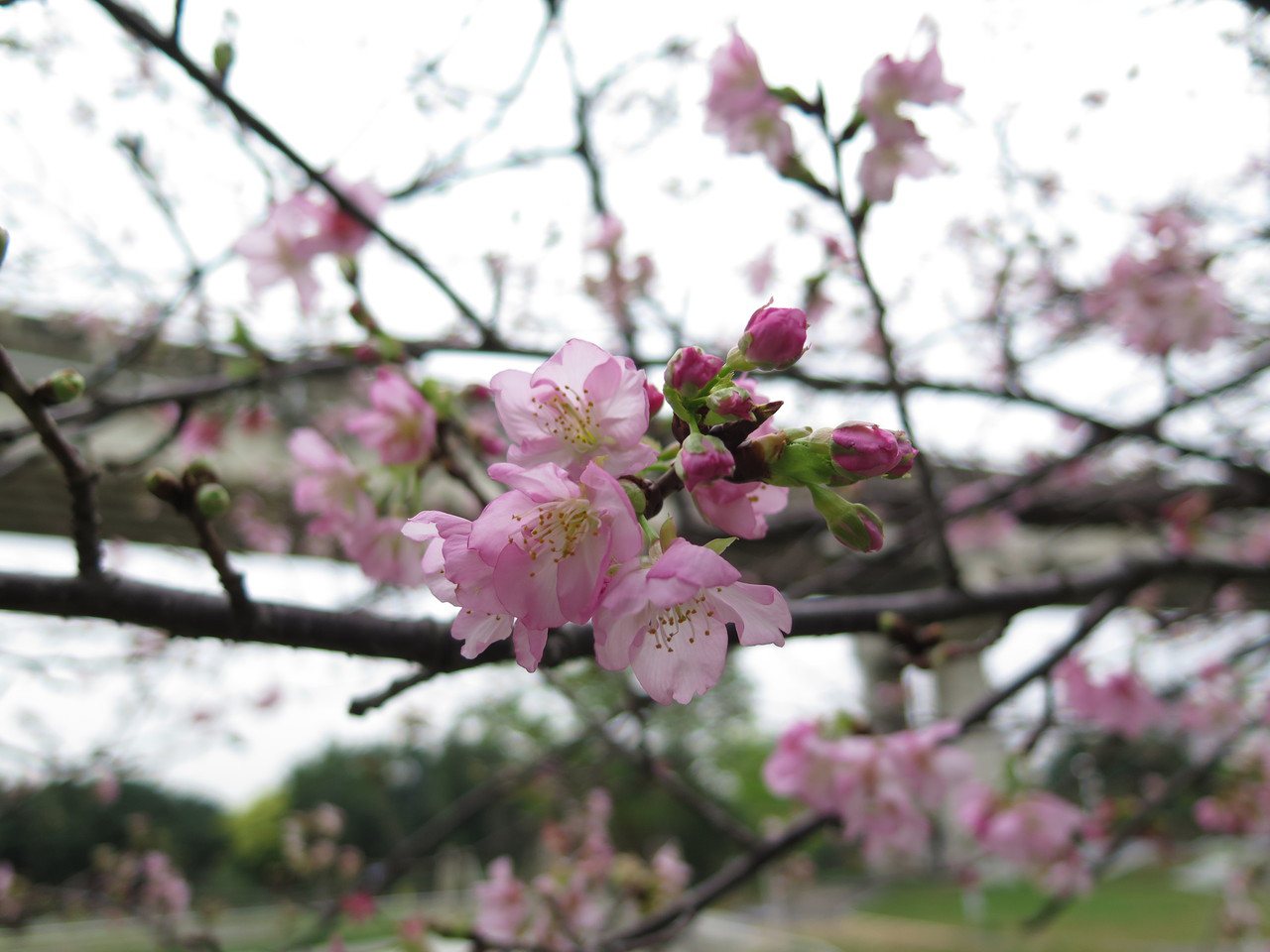 新竹頭前溪左岸自行車道旁櫻花已綻放，點綴河岸風景。 圖／張裕珍 攝影