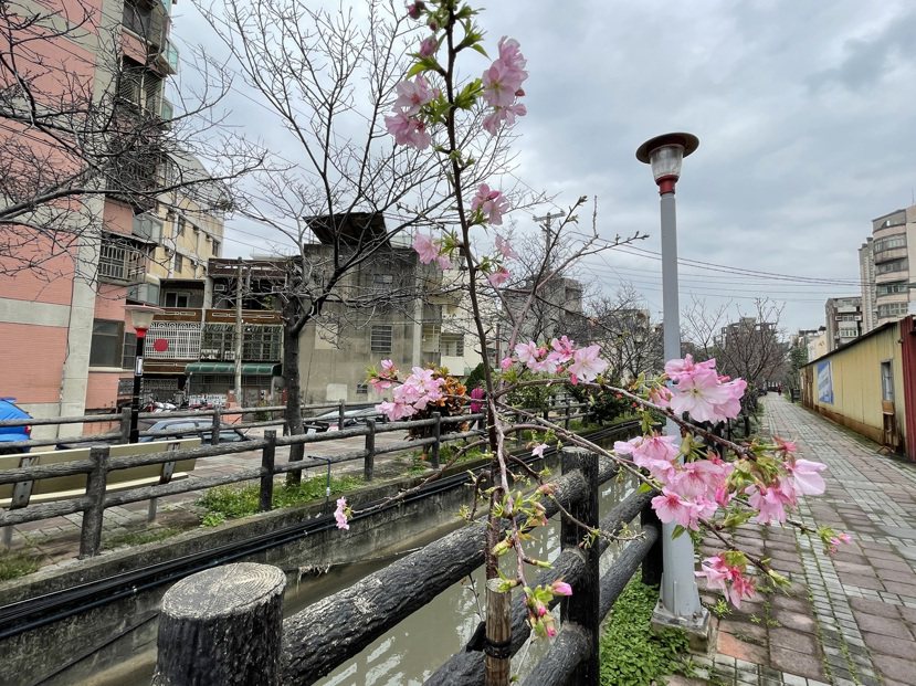 新竹市東南街239巷沿著汀甫圳兩岸栽種的櫻花，已零星綻放。 圖／張裕珍 攝影