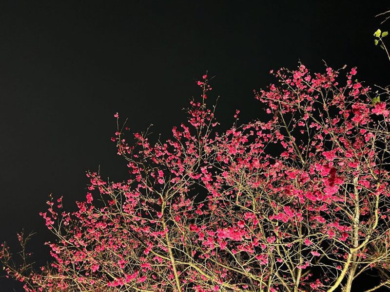 樂活夜櫻季的八重櫻正要開花。圖／北市公園處提供