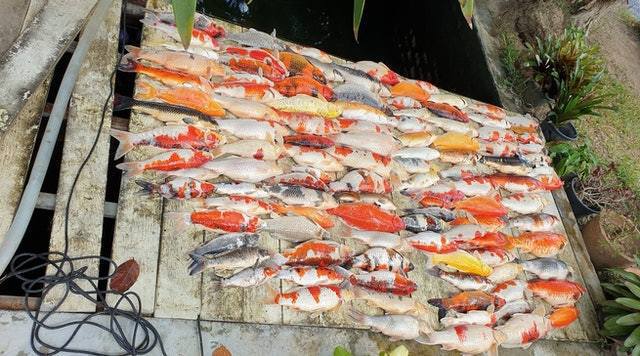 泰國有網友發文，指飼養了逾5年的共112條錦鯉，因親戚拍照時關上氧氣閥後忘記重新打開，一夜之間全部錦鯉缺氧死亡。（fb「泰國網」圖片）