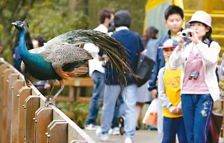 動物園孔雀開屏，吸引民眾拍照。本報資料照片