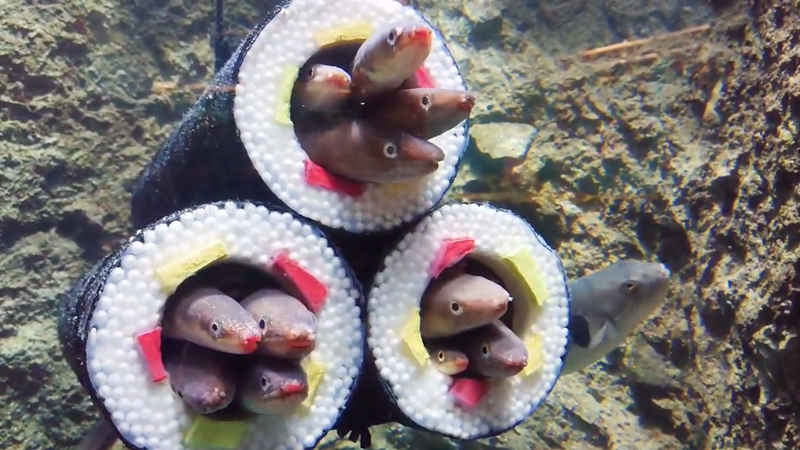 星鰻，在日本又稱為「真穴子」。圖／翻攝自推特