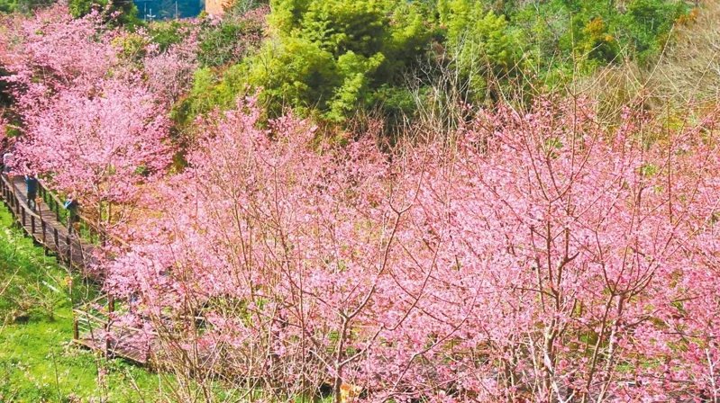 阿里山公路52公里至70公里沿途都可觀賞到昭和櫻綻放，現在是賞櫻好時機。
 圖...