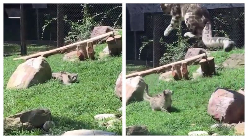 小豹寶寶想要嚇媽媽，媽媽早就發現了但還是很配合的假裝嚇到跳高高。 (圖/取自影片)