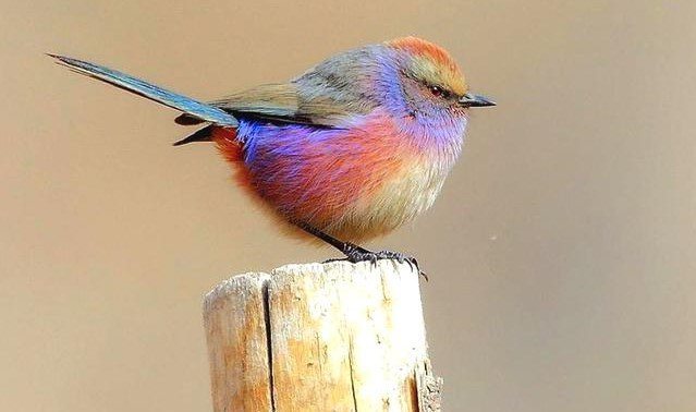 美麗的粉彩鳥「花彩雀鶯」身上有相當多變的羽毛顏色，受到許多網友喜愛。 (圖/取自推特)