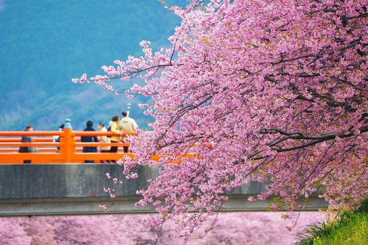 「河津櫻」是早春賞櫻的主角，每年2月上旬起就有機會看到粉色花海。　圖：ティマさん／來源