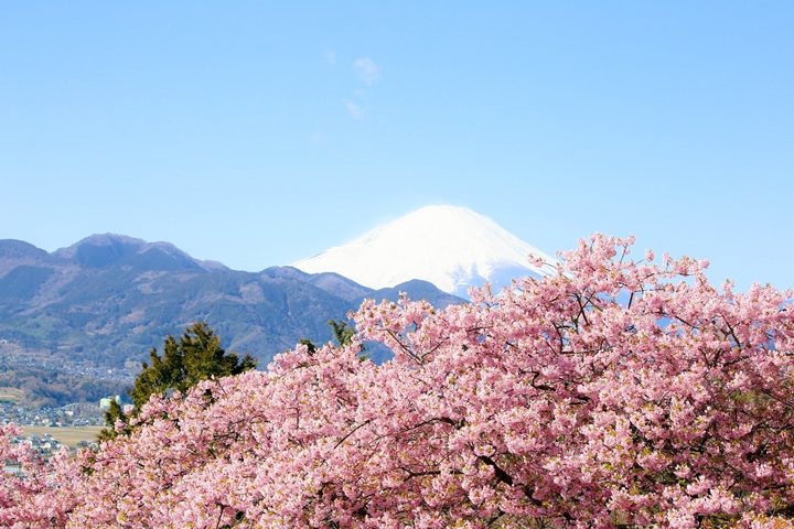 ▲富士山從粉色櫻花海中冒出的模樣相當可愛。　圖：umiphotoさん／來源