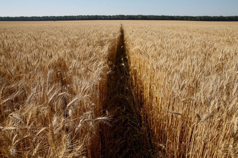 烏克蘭基輔地區的小麥田。路透