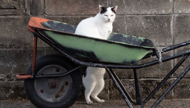 貓咪穿透了推車！其實是後面還有另一隻類似花色的貓剛好站起來。 (圖/取自「」推特)